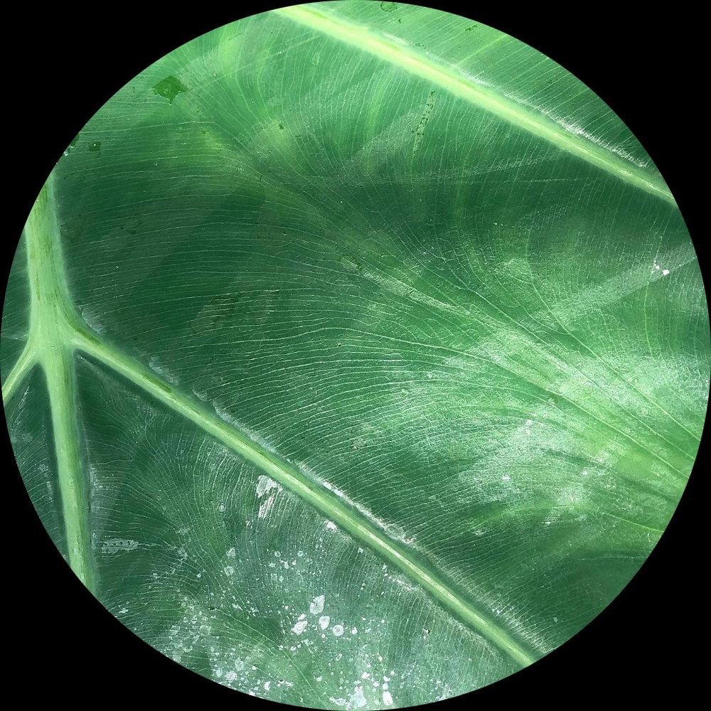 Meet your Posher, Rachele